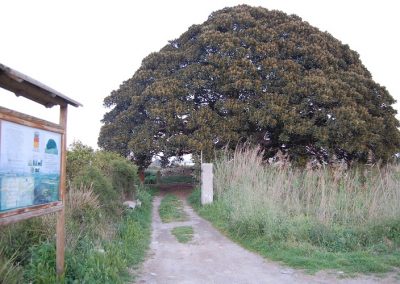 Ruta de Los Mazones